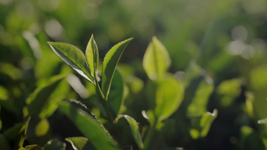 Green tea leaves growing on tea plantation at sunny day. Organic green tea cultivation. Nature background Royalty-Free Stock Footage #3419486409