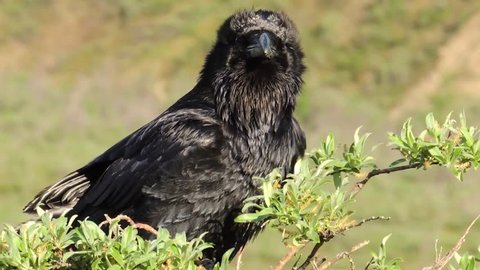 A Common Raven speaks his, or her, mind in Denali National Park, Alaska.
