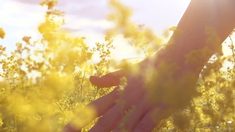 Young woman hand running through wild meadow field. Female hand touching wild flowers closeup. Summertime concept. Enjoying nature. Slow motion footage 240 fps. 4K UHD video