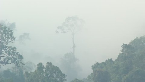 morning fog in dense tropical rainforest, Kaeng Krachan, Thailand 