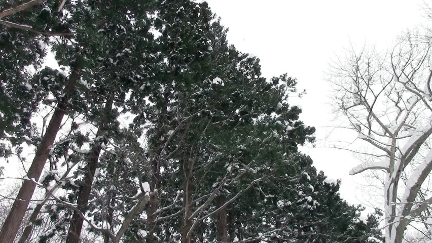 Cedar Trees in Winter