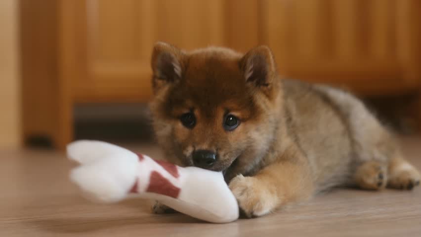 portrait funny small puppy shiba inu playing with toy soft plush bone, chew, cute brown dog scratches teeth at home close up slow motion Royalty-Free Stock Footage #3419698773