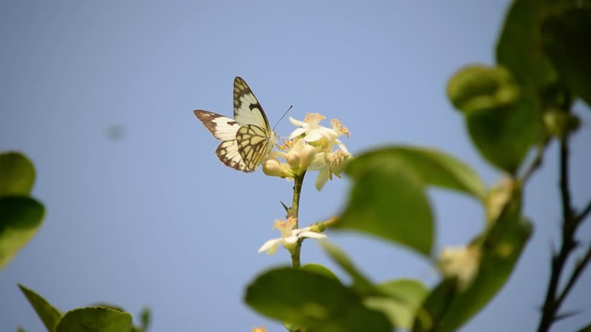 4k footage of Belenois aurota Butterfly. Belenois Aurota Butterfly sucking nectar from Lemon flowers. Butterfly and citrus lemon flowers. Belenois Aurota on lemon tree. With Selective Focus on.