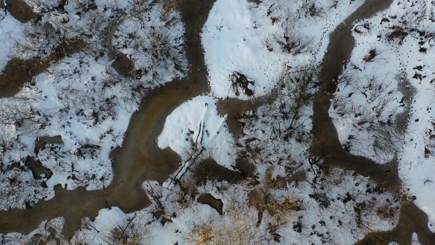 Beavers Castor fiber world in winter time, aerial view
