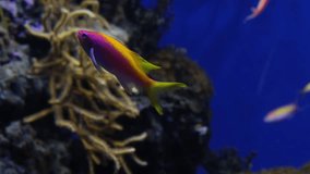 Pink and yellow fish on coral reef background, Salt water marine aquarium, Purple Queen Anthias and other tropical fish underwater video shot