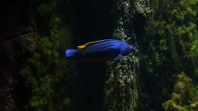 Aquarium scene, blue tropical fish on coral reef background, video shot