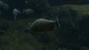 Piranhas, dangerous predator fish underwater,  aquarium video footage