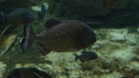 Piranhas fish, underwater dangerous predator fish, aquarium video shot