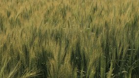 4k footage of Common wheat. Common wheat field. Triticale with selective focus on subject. Barley with blurred background. spelt. Einkorn wheat. Eating concept. Breed making product. Protein food.