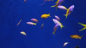 Coral reef fish, Salt water marine beautiful pink and yellow fish, Purple Queen Anthias and other tropical fish underwater, aquarium video shot
