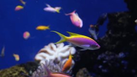Pink yellow fish in aquarium on coral reef background, underwater video footage