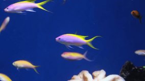 Coral reef fish, Salt water marine beautiful pink and yellow fish, Purple Queen Anthias and other tropical fish underwater,  aquarium video shot