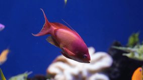 Coral reef fish, Salt water marine beautiful pink fish and other tropical fish underwater on coral reef background, aquarium video footage
