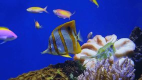 Purple Queen Anthias and other tropical fish underwater, Pseudanthias tuka, coral reef fish, Salt water marine fish, beautiful pink and yellow fish, tropical corals on background, aquarium, video shot - Powered by Shutterstock - Get 15% off with code: PIKWIZARD15