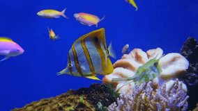 Purple Queen Anthias and other tropical fish underwater, Pseudanthias tuka, coral reef fish, Salt water marine fish, beautiful pink and yellow fish, tropical corals on background, aquarium, video shot