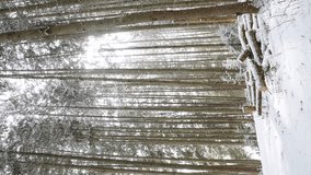 
vertical video of heavy snow fall in pine tree forest, hand held video, cold winter weather - Powered by Shutterstock - Get 15% off with code: PIKWIZARD15