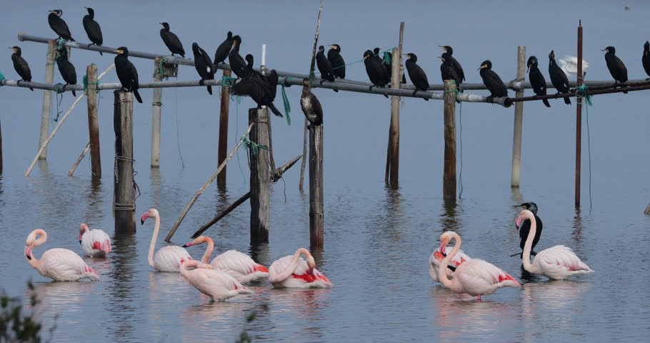 Great cormorants and pink flamingos, the Camargue, France.