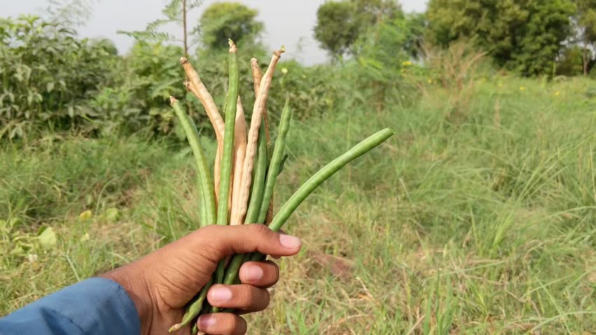 4k footage of cowpeas Vegetable pods on hand against blurred background. Ultra HD footage of Cowpeas vegetable on hand. Long pods vegetable on hand. Healthy eating food. Proteinous food. Royalty-Free Stock Footage #3419797947