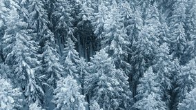 Drone aerial winter landscape tall blue pine trees covered with snow. Magical frozen spruce forest in cold mountains at during snowfall. Drone footage of cinematic snow flakes at winter forest 4K USA - Powered by Shutterstock - Get 15% off with code: PIKWIZARD15