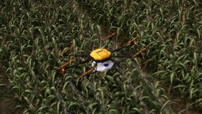 Agriculture drone flying to spray fertilizer on the cornfield, showcasing the industrial revolution and modern agriculture technology. This 4K video captures the precision and efficiency of process.