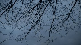 Tree Branches Silhouette No Leaves Winter Cloud Sky Time Lapse Light To Dark - Powered by Shutterstock - Get 15% off with code: PIKWIZARD15