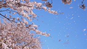 4K slow motion video of cherry blossoms falling.
4K 120fps edited to 30fps