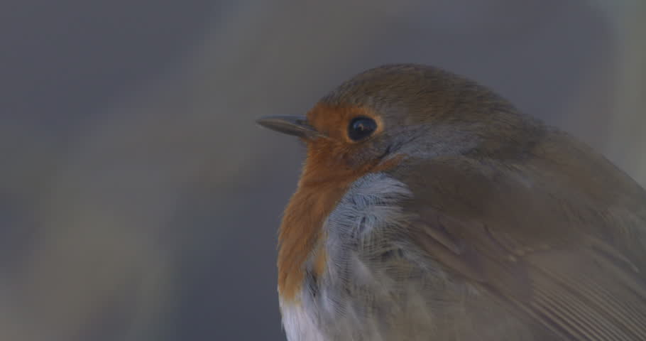 Robin garden bird extreme close up head beak eye wing feathers slow motion nature