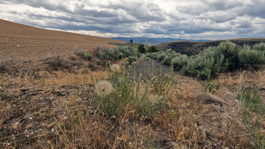 Dandelions move in the gentle breeze at the end of the pavement of a no longer maintained road in Eastern Washington. In distance clouds and hills. Royalty-Free Stock Footage #3420002369