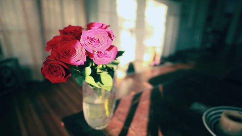 Beautiful Pink Roses Flowers in Romantic Sunrise Timelapse