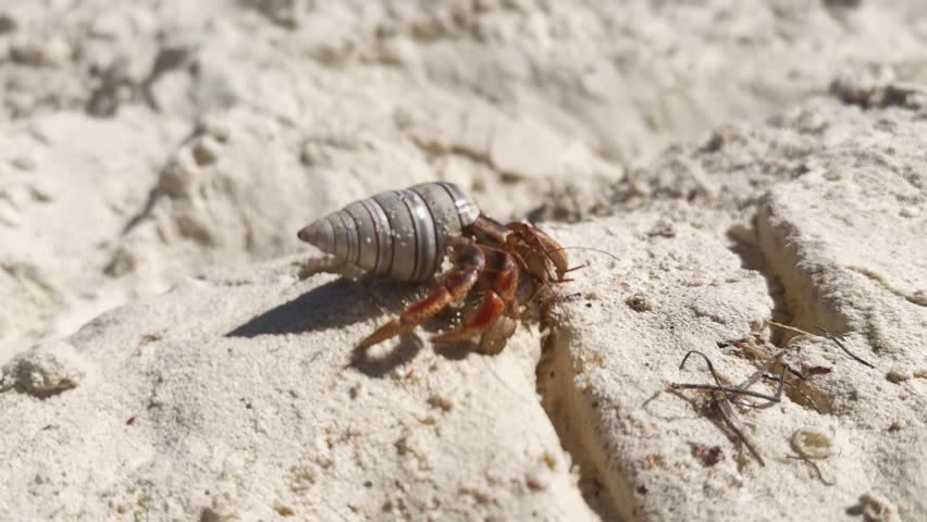 Caribbean hermit crab walking on white sand. Handheld close-up