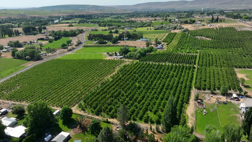 Drone shot of a wine vineyard in Eastern Washington. Royalty-Free Stock Footage #3420145807