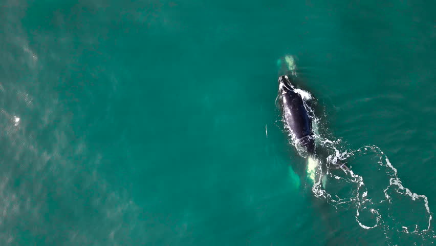 Right whale calf swims over moms back in aquamarine ocean, aerial overhead shot Royalty-Free Stock Footage #3420162517