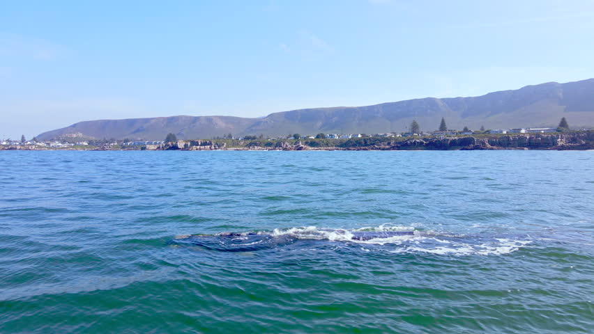 Brindle southern right whale swimming at surface, Hermanus town in back. Aerial Royalty-Free Stock Footage #3420164139