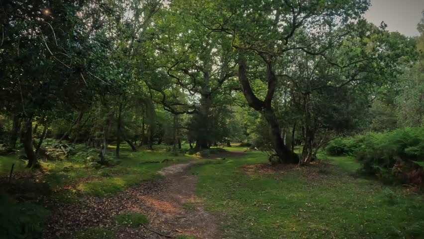 A summer walk through the green forest full of vegetation. Fast forward video of a trail in the New Forest National Park 4k