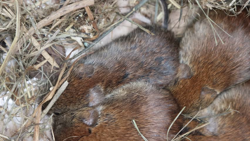 Cage housing and management. Wild mice caught alive in garden and live in a terrarium. Common red-backed vole (Clethrionomys glareolus)