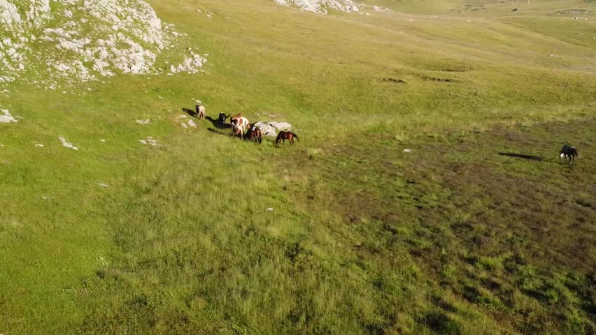 Wild stallions roam alpine peaks.