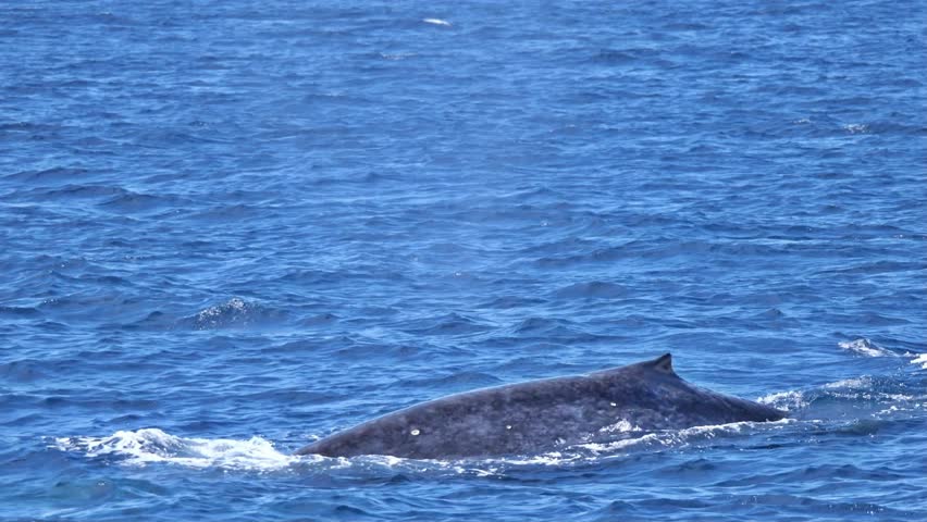 Mirissa, Sri Lanka: A blue whale diving into the Indian ocean