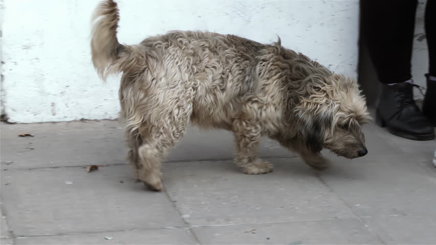 A Stray Dog Looking for Food While Walking on a Street in Buenos Aires Province, Argentina. 4K Resolution.