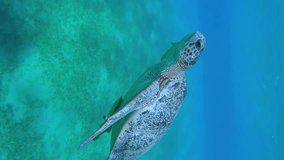 Close-up of Sea turtle with remorafish under shell swims up to surface of blue water and taking breath, Split level, Vertical video, Slow motion. Great Green Sea Turtle (Chelonia mydas)