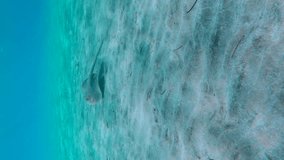 Vertical video, Stingray swim over sandy bottom on a sunny day, slow motion. Blue spotted Stingray or Bluespotted Ribbontail Ray (Taeniura lymma)