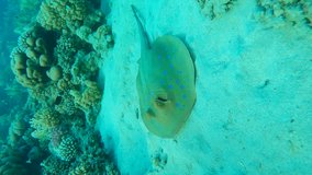 Vertical footage video, Close-up of Reef Stingray lies on sandy bottom next to reef, then turns around and swims on coral reef. Blue spotted Stingray or Bluespotted Ribbontail Ray (Taeniura lymma)