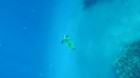 Sea turtle swims in turquoise Ocean, tropical fish swim on background, Vertical video, Slow motion. Hawksbill Sea Turtle or Bissa (Eretmochelys imbricata)