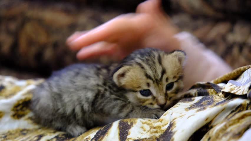 Portrait of cute girl with funny kitten, face to face, close up. Domestic cat and child. Love, care, talking with friends
