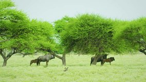 A big herd of African Blue wildebeest (Connochaetes taurinus) in green plains of Kruger national park of tanzania.
