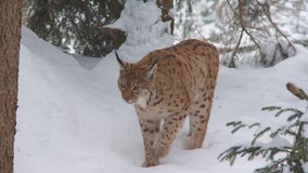 lynx - Powered by Shutterstock - Get 15% off with code: PIKWIZARD15