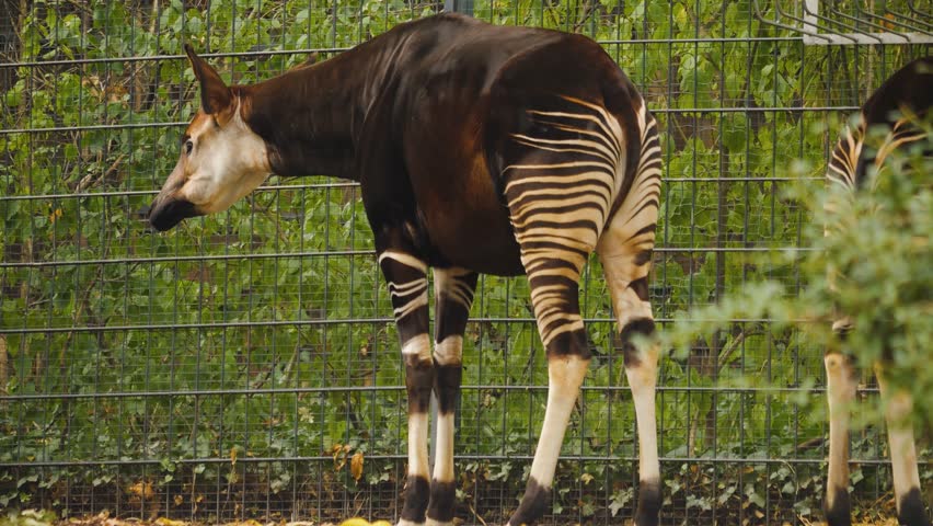 Close view of an Okapi from behind
