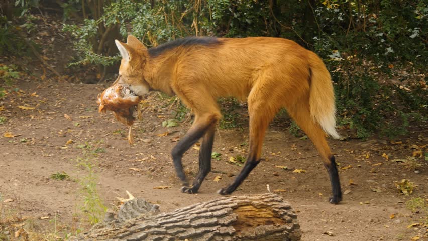 Close view of a maned wolf walking with a dead chicken in his mouth. Royalty-Free Stock Footage #3420478777