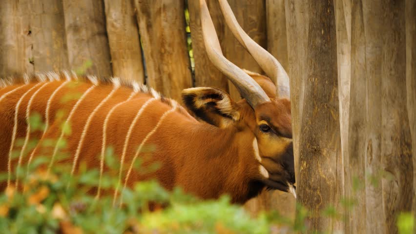 A bongo bongo antelope standing and looking around on a sunny day.	