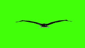 3D 360 rotating Eagle flying loop animation on green screen, bald Eagle Flying on chroma key, HD 4k Animated Birds Green Screen Video, The national bird of the United States of America, USA