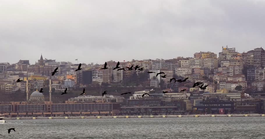 Cormorants are flying over the sea at Istanbul.  Royalty-Free Stock Footage #3420562481